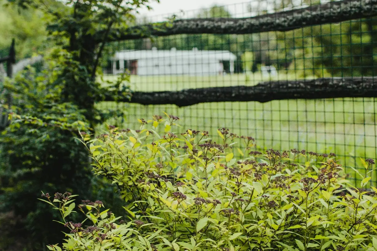 Entretien extérieur : clôtures et jardin